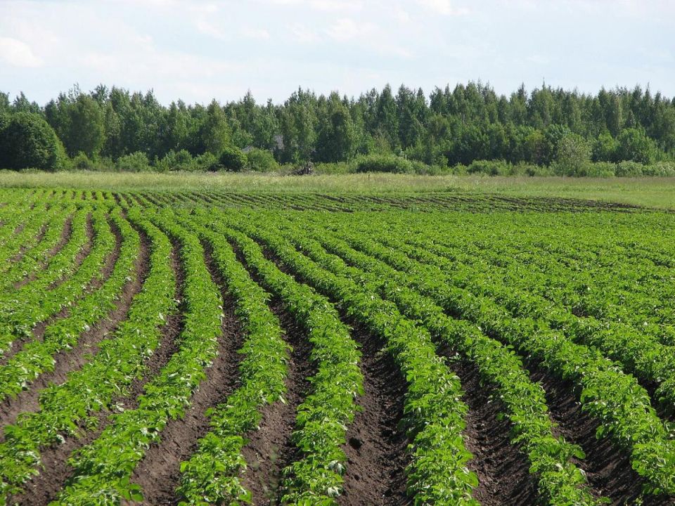 ��� ���������� �� ������������ ����: ������� ��� ��������