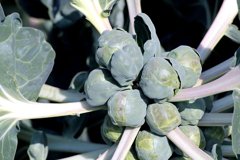 ��� ������������ ������� ���������� ��������� �� ���� � ������ ������