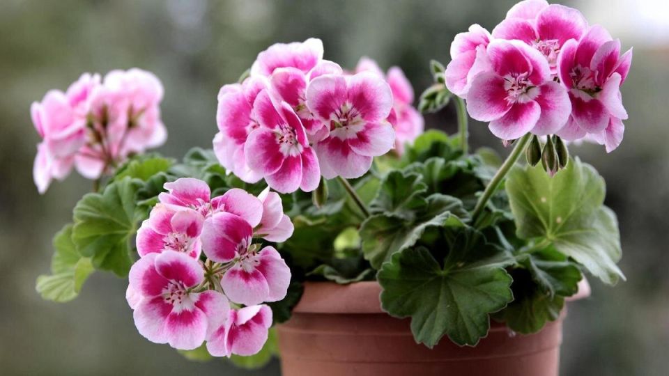 ��� ��������� ������ �� �������: ���������� ������ � ������� ��������