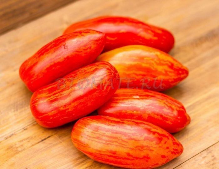 Томат Джалпа: как компактный сорт с полосатыми плодами меняет взгляд на декоративные томаты