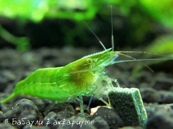 Креветка бабаулти: спокойный гид по одноцветной зелени и морфам