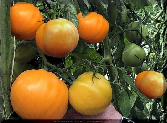 ����� ���������: �������� ������ � ������� ������� ������