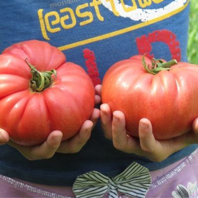 Авентюняй: крупноплодный томат для теплиц с устойчивой урожайностью и десертным вкусом