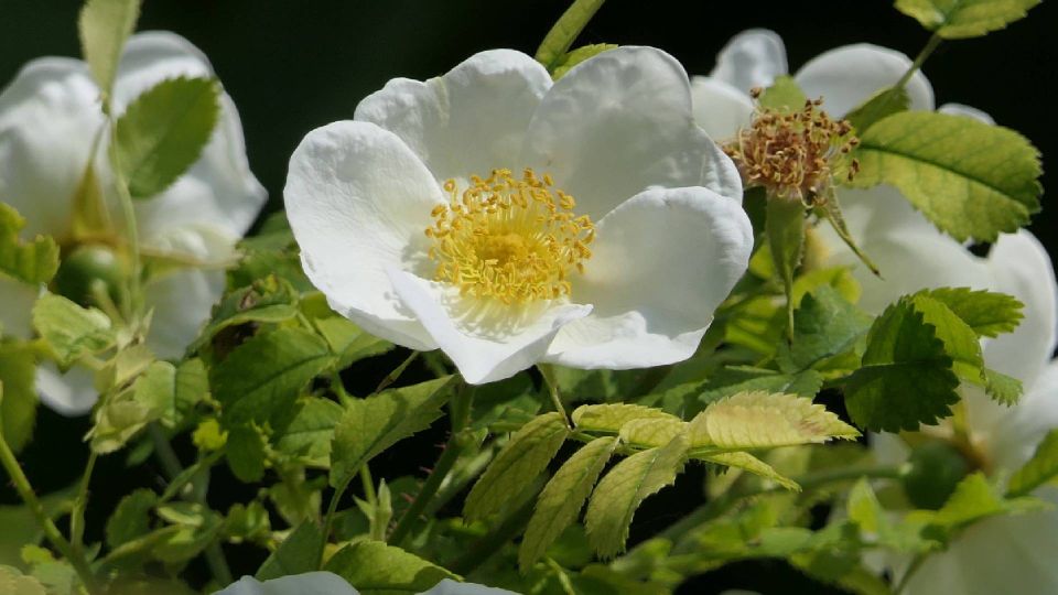 ������ ������� ���������, ��� ���� ������������ � ��������: ������� � ������� �������