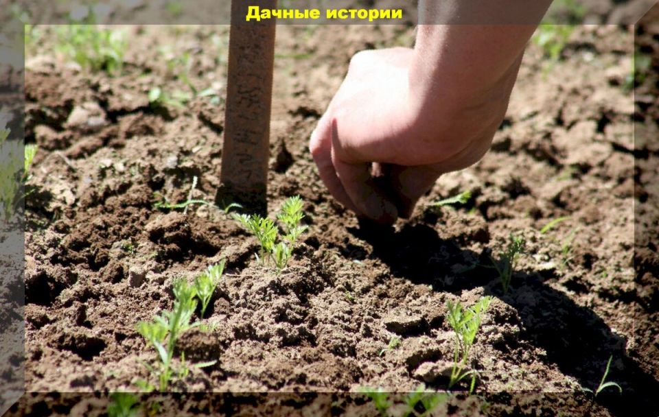 Июньская морковь: секреты успешного посева для отличного урожая