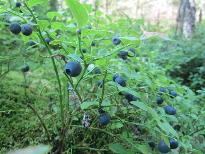 Черника: неожиданная польза и секреты сбора