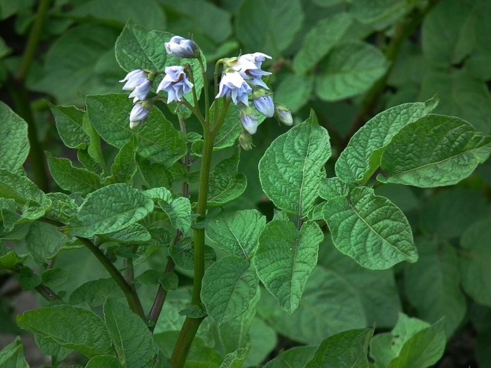 Как подкормка картофеля под кол помогает получить отличный урожай