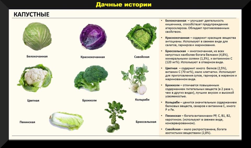 Как ухаживать за капустой осенью: советы и рекомендации