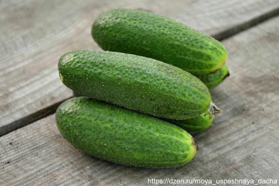 Огурцы, которые стоит посадить: обзор сорта