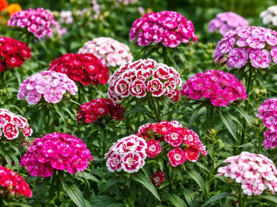 ��������� �����: ������� ��������� ��������