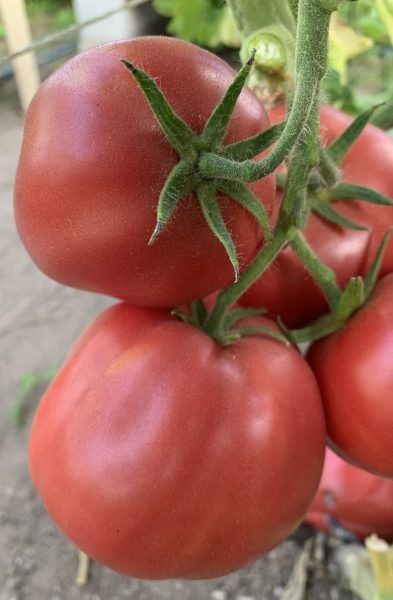 Томат Староверческий: сохраните традиции и насладитесь насыщенным вкусом