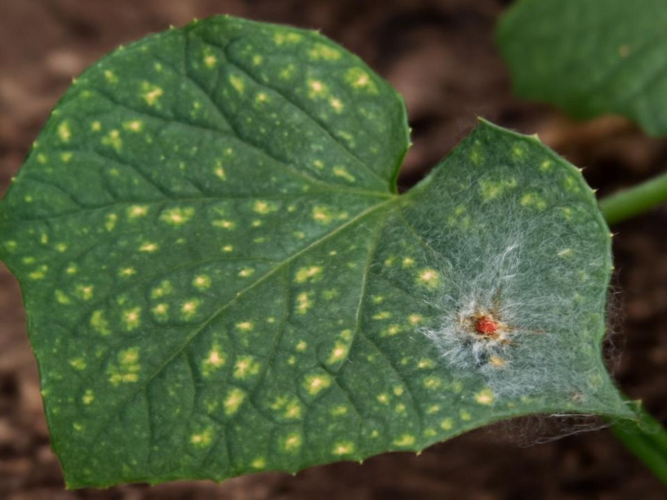 ��� ���� ������� ������� ����� ������� �� ���������� ����������� �������