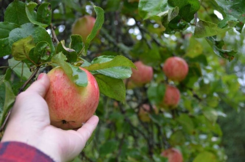 ��� ������� ��������� ������ �����: ������� �������� �����