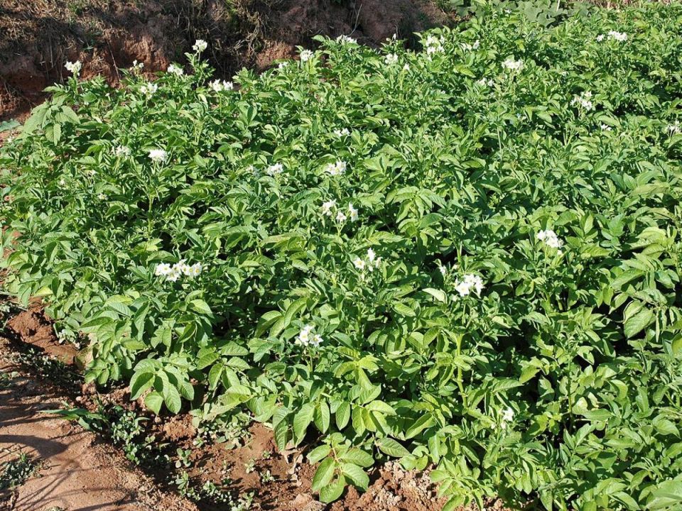 ��������� ����� ��������: ������ ����������� ������ ���������