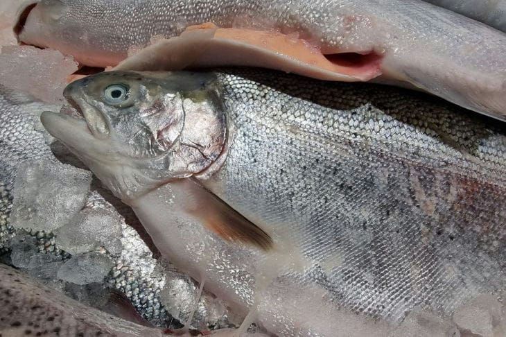 ��� ����������� ����, ����� �������� ��������� ����������� � ����������: ������ ��������