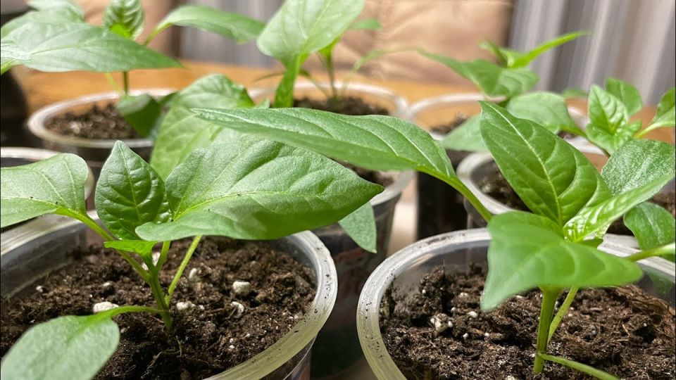 ������� � �������: ��� � ����� ����� ��� ��������� ������