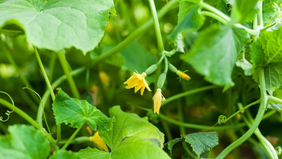 ������ �� ������� ������� � �������? 2 ����������� ������� ��������� ��������