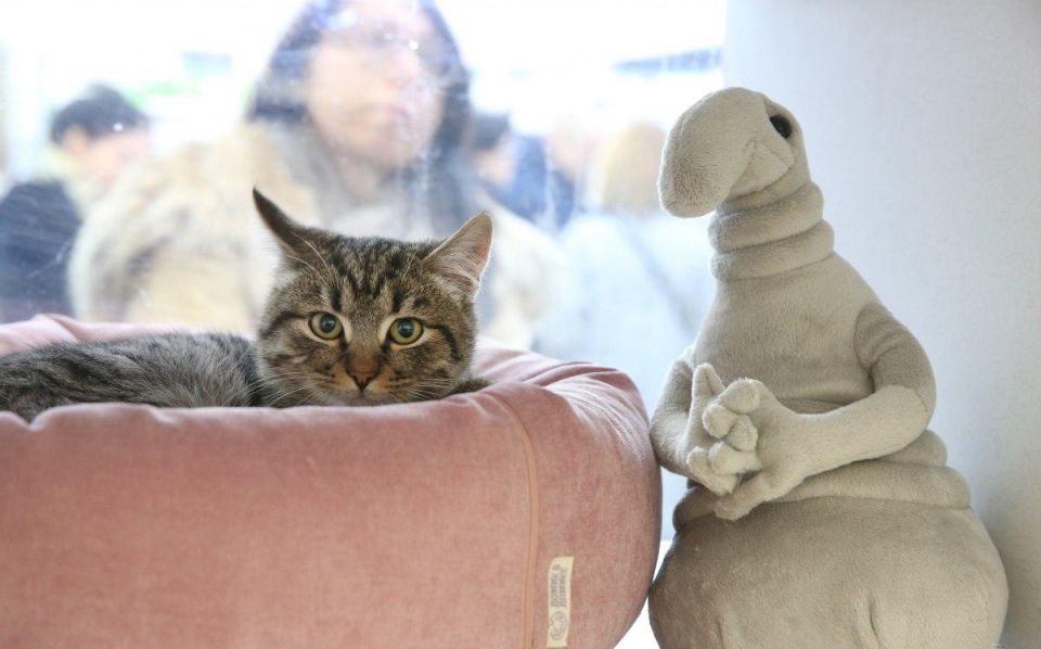 ������ ���� ��������: ����������� ������� ����������