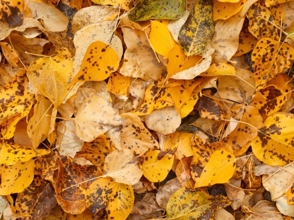 ������ ������� ������ - ��� ������ ����: ������������� � �������� �����