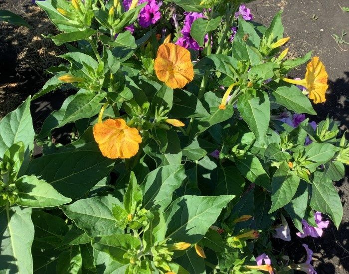 ������ ���������: ��� ��������� ��������� ��� ������ ����