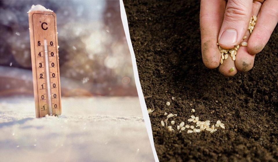 Как подготовить рассаду: что сеять в феврале для раннего урожая