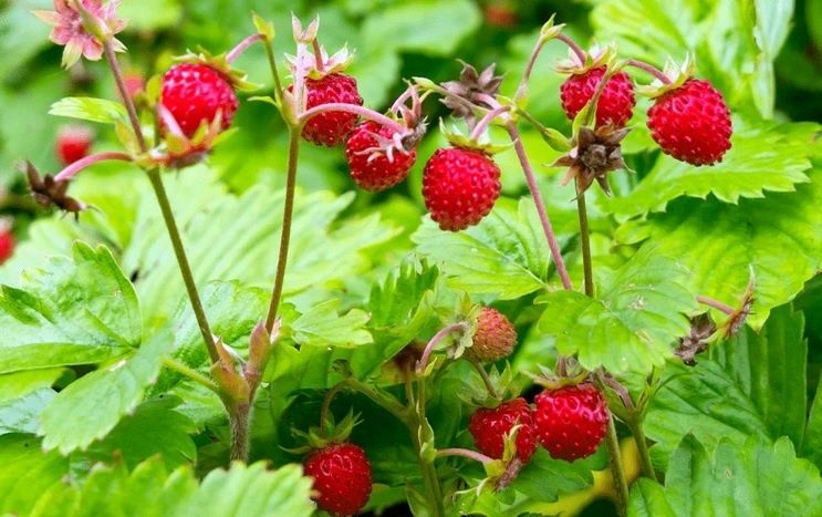 ������� ��������� ������ ��������� � �������