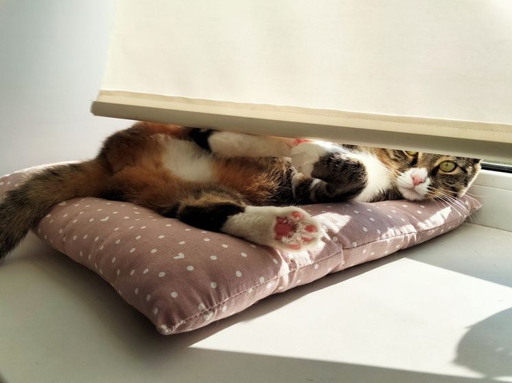 ��� ������� ����� ����������� ������������: ����������� ������ �� �����