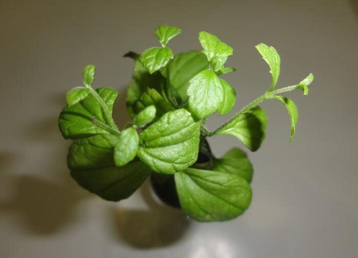 ����� ��������: ����������� ���� ��� ���������