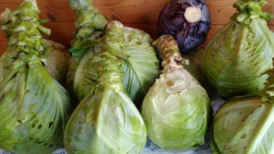 Успех в выращивании капусты: как добиться плотных кочанов с помощью двух простых подкормок