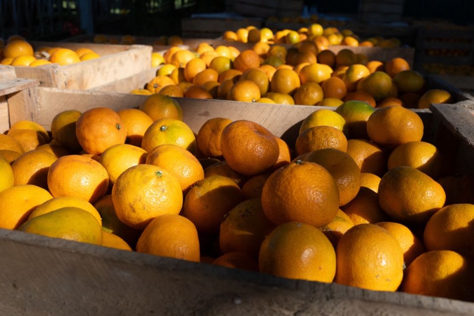 Цены на лимоны и мандарины: что нас ждет перед праздниками?