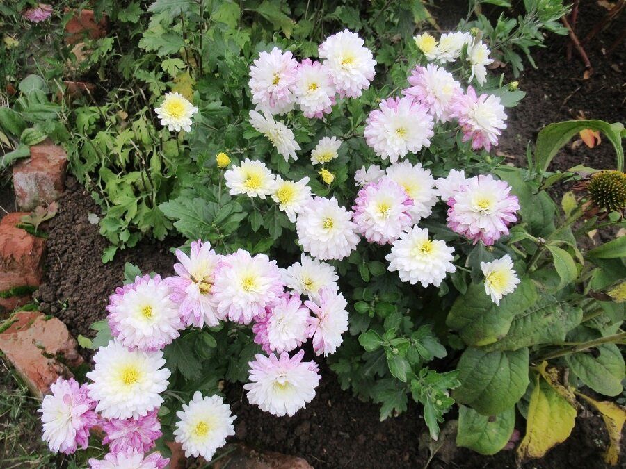 ��� ��������� ��������� �� ������������ ����� �����