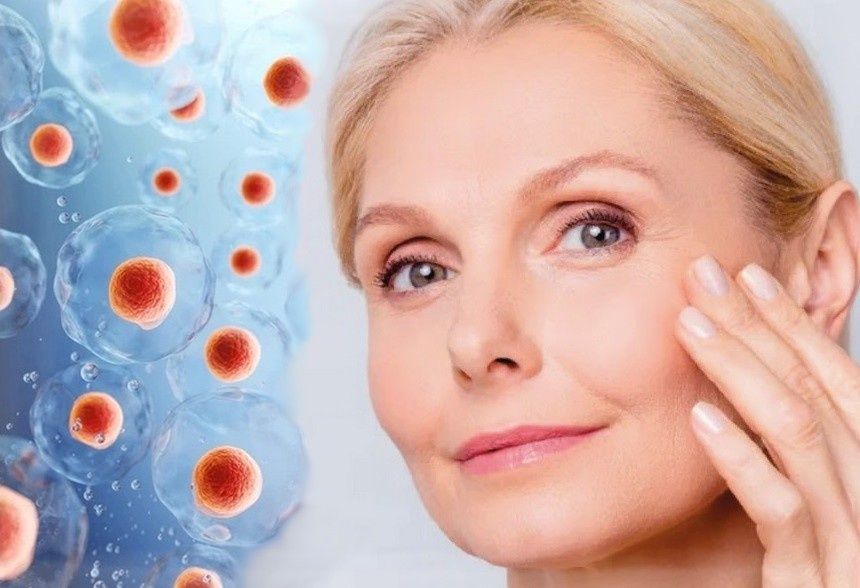 Как вернуть молодость стволовым клеткам: три простых принципа