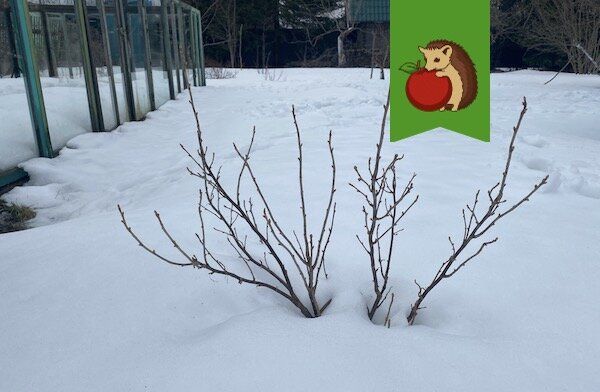 Когда и как поливать смородину кипятком для наилучших результатов