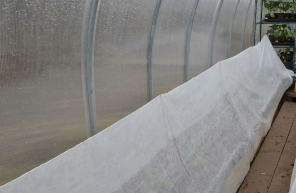 Как защитить растения от весенних заморозков: советы садоводов