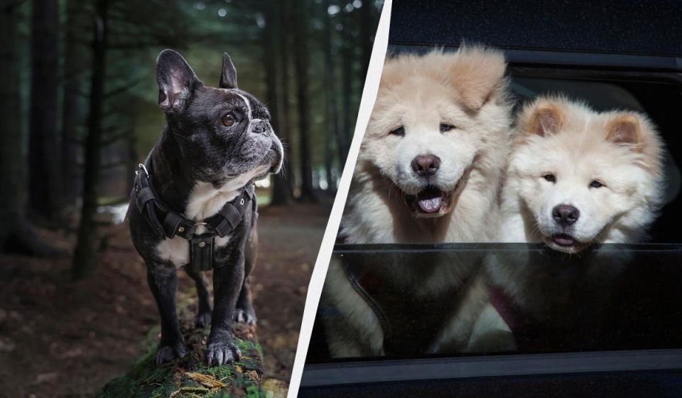 ������, ������� ������ ������� ������: ����� ������ ����� �� �������� � ��������