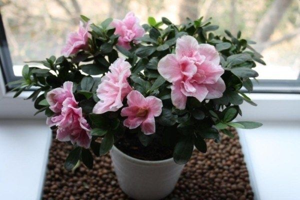 Неочевидные ошибки при уходе за азалией