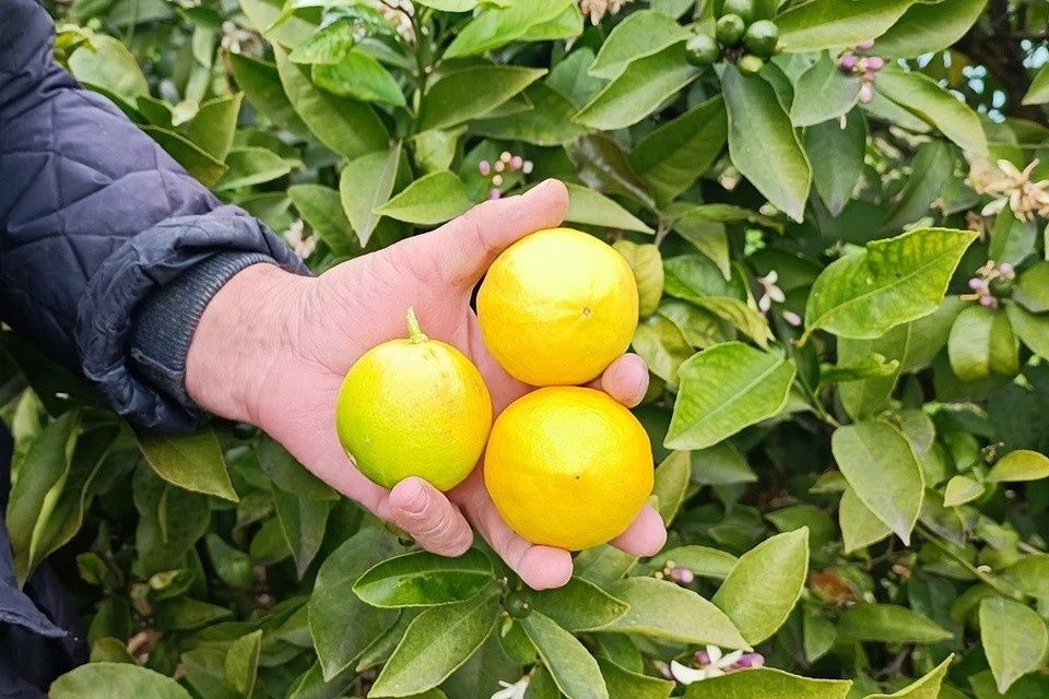 ��� �������� ����� ��������� ������ �����: ������ ������ �����������