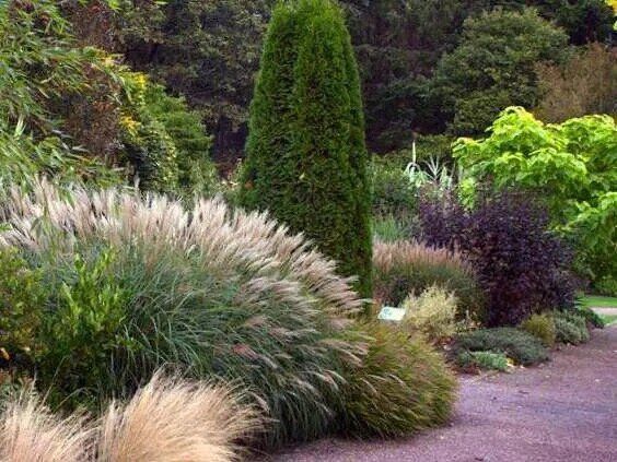 Злаки: ключ к гармонии и красоте вашего сада