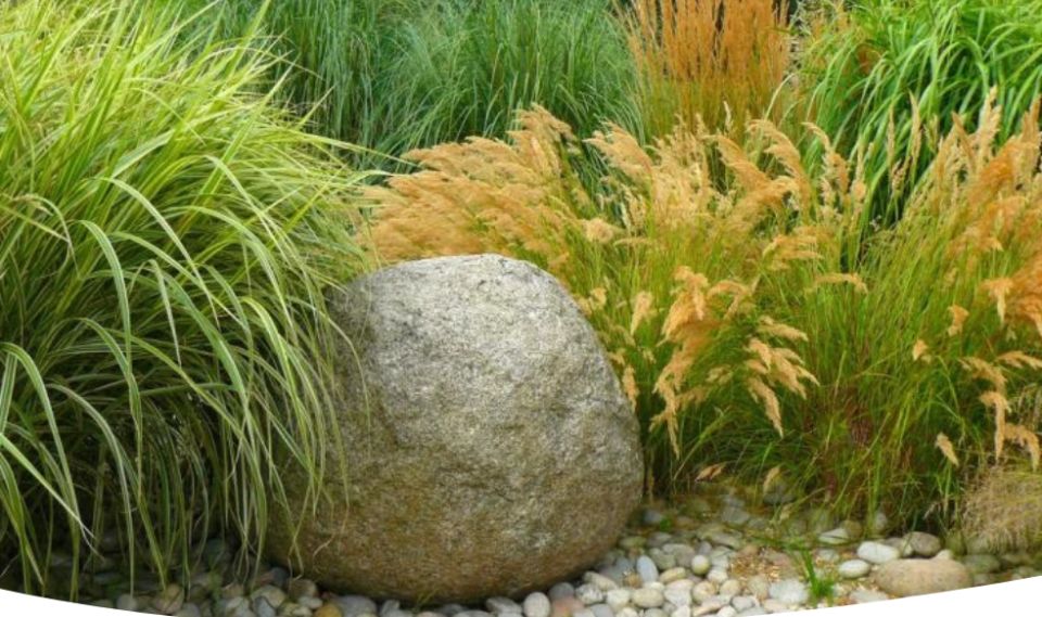 Как создать стильный сад с помощью декоративных злаков