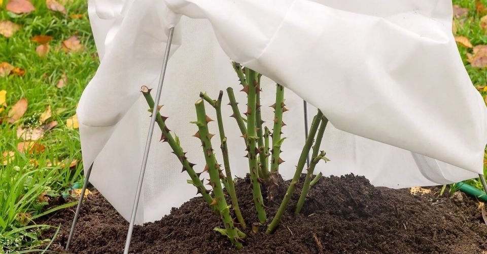 Как сохранить цветы в безопасности от осенних морозов: практические советы